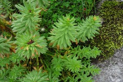 Rhodiola imbricata